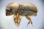 Cryphalus grayi 12209