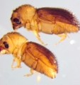 Cryphalus sp1937_Tiny 13968
