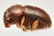 Cryphalus spp 14865