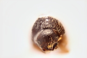 Cryphalus spp 14865