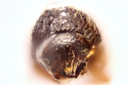 Cryphalus spp 14865