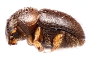Cryphalus spp 14865