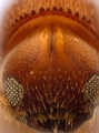 Cryptocarenus diadematus 12213