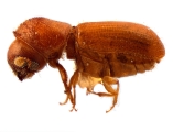 Cryptocarenus diadematus 12213