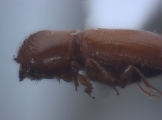Cryptocarenus diadematus 12457