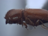 Cryptocarenus diadematus 12457