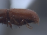 Cryptocarenus diadematus 12457
