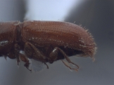 Cryptocarenus diadematus 12457