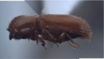 Cryptocarenus diadematus 12457