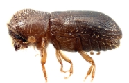 Cryptocarenus heveae 11024