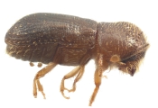 Cryptocarenus heveae 11024