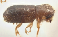 Cryptocarenus heveae 11024