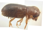 Cryptocarenus heveae 11024