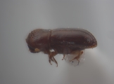 Cryptocarenus heveae 12458