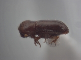 Cryptocarenus heveae 12458