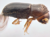 Cryptocarenus heveae 13595