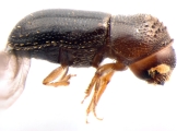 Cryptocarenus heveae 13595