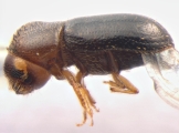 Cryptocarenus heveae 13595