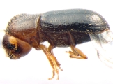 Cryptocarenus heveae 13595