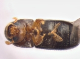 Cryptocarenus heveae 13595
