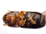 Cryptocarenus heveae 13595