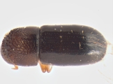 Cryptocarenus heveae 13595