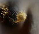 Cryptocarenus heveae 16616