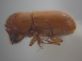 Cryptocarenus pilosus 12460