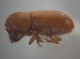 Cryptocarenus pilosus 12460