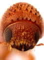 Cryptocarenus seriatus 12742