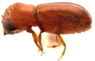 Cryptocarenus seriatus 12742