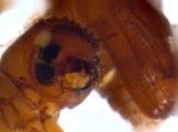 Cryptocarenus seriatus 13684