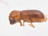 Cryptocarenus seriatus 13684