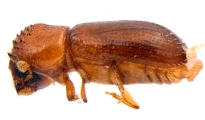 Cryptocarenus seriatus 13684