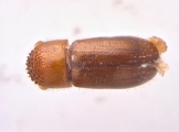Cryptocarenus seriatus 13684