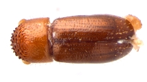 Cryptocarenus seriatus 13684