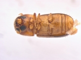 Cryptocarenus seriatus 13684
