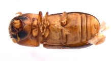 Cryptocarenus seriatus 13684