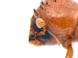 Cryptocarenus seriatus 13684