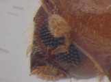 Cryptocarenus seriatus 13684