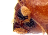 Cryptocarenus seriatus 13684