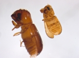 Cryptocarenus seriatus 13684