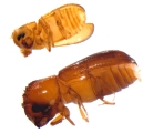 Cryptocarenus seriatus 13684