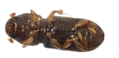 Crypturgus alutaceus 13574