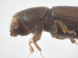 Crypturgus alutaceus 13574