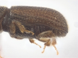 Crypturgus alutaceus 13574