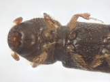 Crypturgus alutaceus 13574