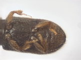 Crypturgus alutaceus 13574