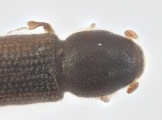 Crypturgus alutaceus 13574