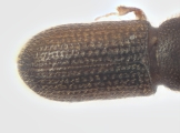 Crypturgus alutaceus 13574